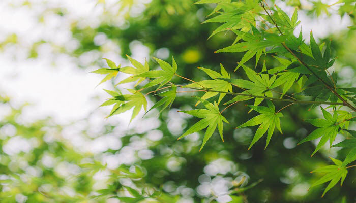 植物需要的能量来自哪里