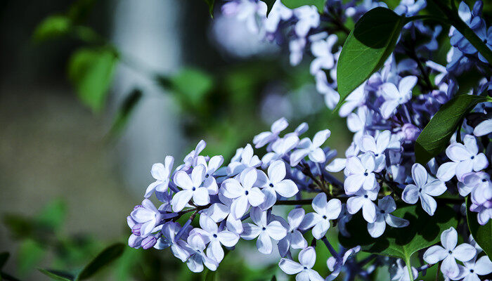 丁香花生长在什么地方 丁香花生长环境