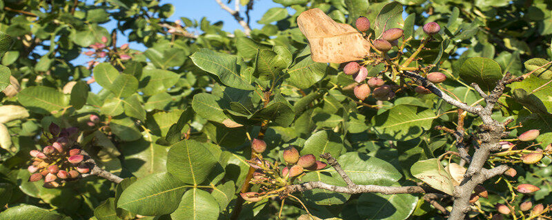 摄图网_303319682_开心果树用水果把树枝封起来希腊（企业商用）.jpg