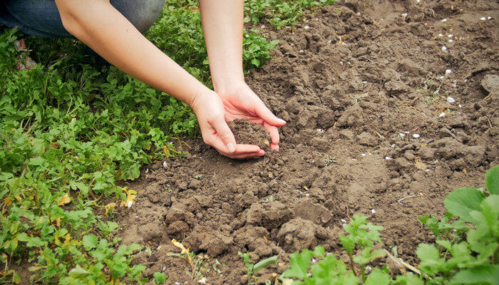 摄图网_304417569_妇女将土壤握在手中（企业商用）_副本.jpg