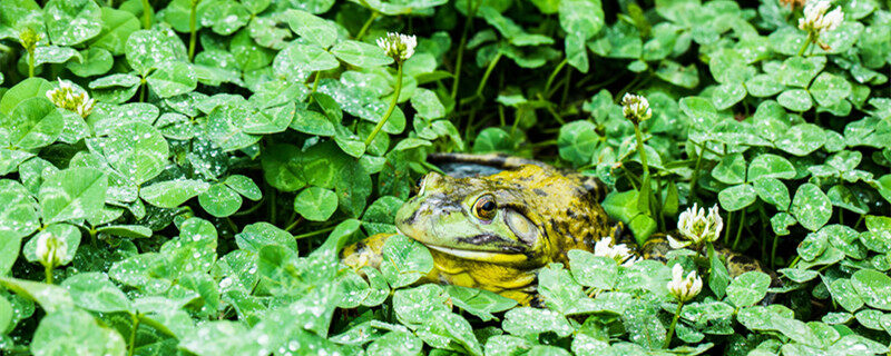 摄图网_501359269_banner_牛蛙1（企业商用）_副本.jpg