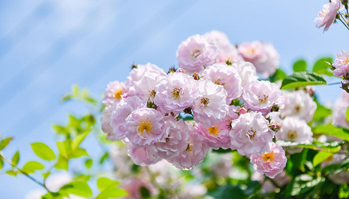 大岩桐花怎么繁殖