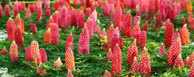 鲁冰花种植方法和时间