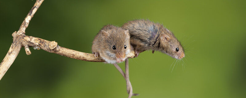 老鼠的繁殖能力有多强 老鼠的繁殖能力有多快