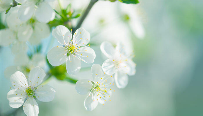 荼靡花花语 荼靡花花语是什么