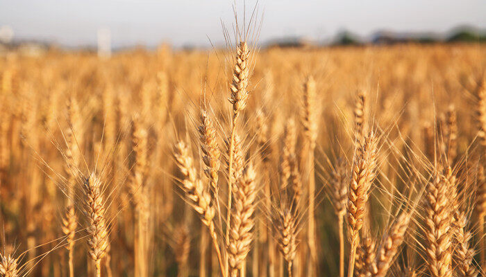 小麦花的主要结构 小麦花由什么组成