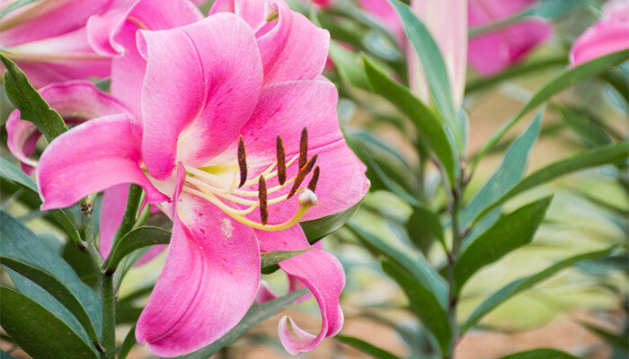 百合花花蕊黄怎么清洗