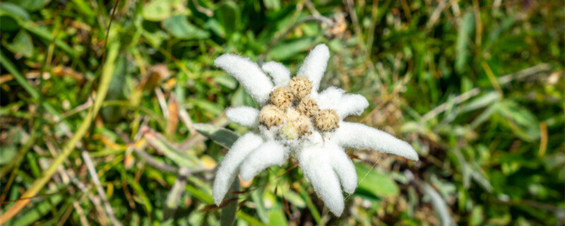 雪绒花是早上开还是晚上开 雪绒花早上开还是晚上开