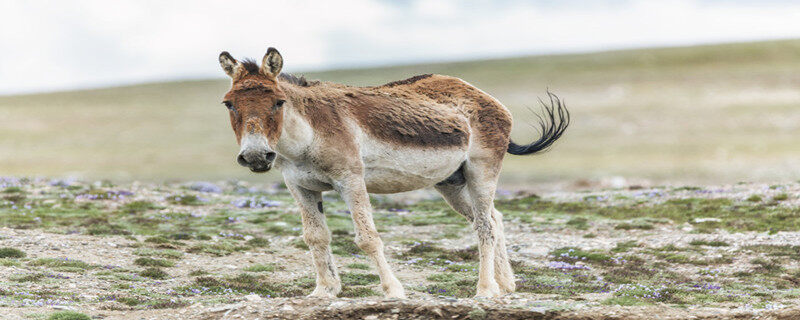 驴子的自然繁殖 驴是什么繁殖出来的