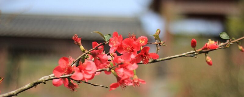 花中之魁指的是什么花 花中之魁是哪种花的称号