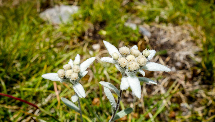 雪绒花是什么花 雪绒花是一种什么花