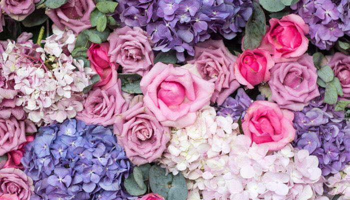 紫色玫瑰花代表什么意思 紫色玫瑰花代表啥意思