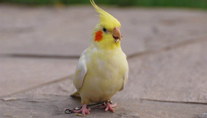 黄绿色鹦鹉是什么品种