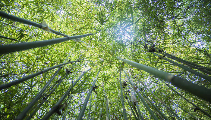 苏东坡爱什么植物 苏东坡最爱什么植物