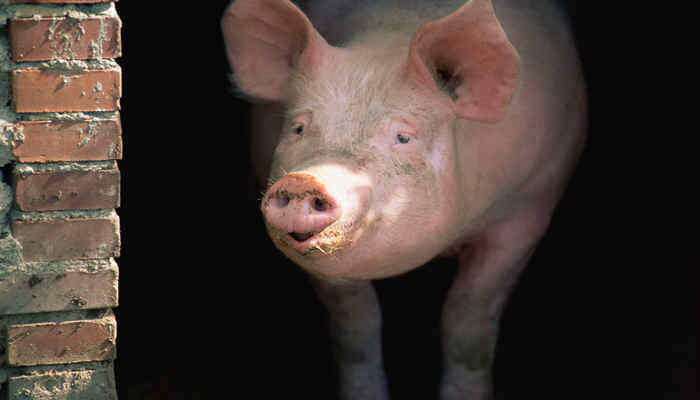 世界上最重的猪 世界上最重的猪有多重