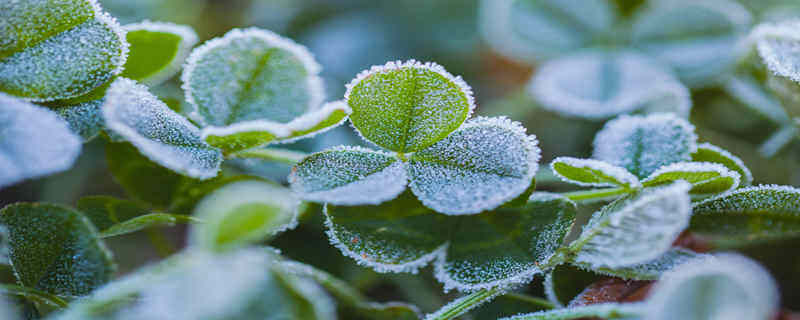 植物的储能物质 植物的储能物质是什么