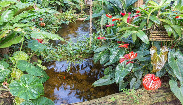 摄图网_307164350_有小溪和红法拉米诺花的植物园（企业商用）.jpg