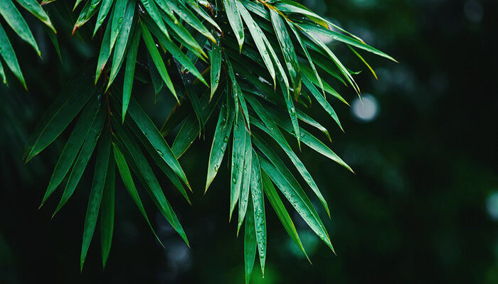 摄图网_500600113_banner_雨后竹叶素材图片（企业商用）_副本.jpg