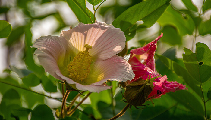 芙蓉花怎么管理