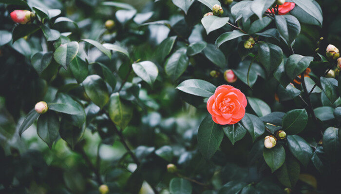 香妃茶花一年开花几次