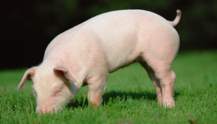 香猪最大能养多少斤 最大的香猪最大能达到多少斤