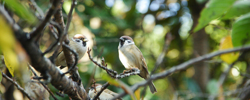 野鱼鳞燕老野多久开口 老野鱼鳞燕的挑选