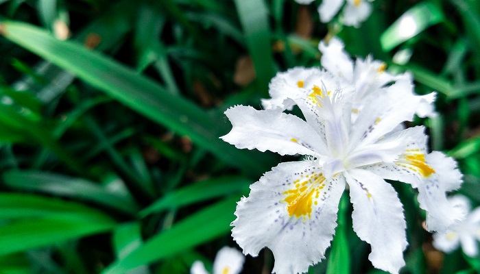 完全花有哪些花 完全花包括哪些花