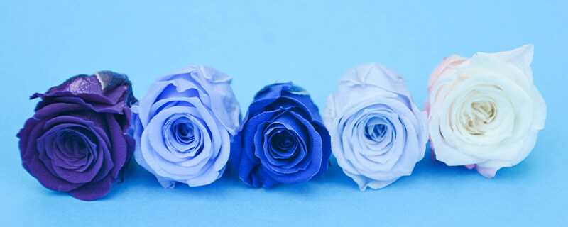 蓝玫瑰花8.jpg