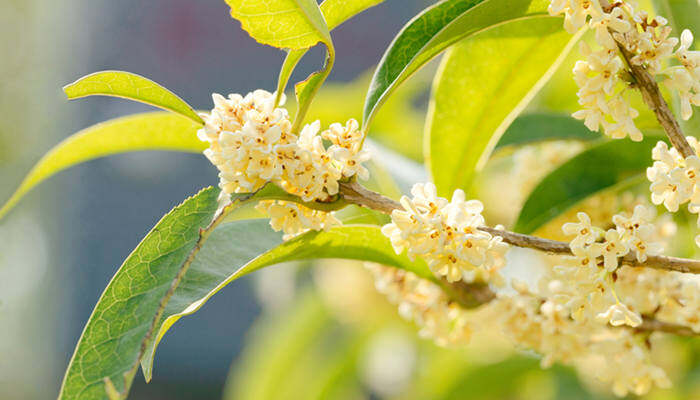 杭州的市花是哪一种花 杭州市花是哪年定的