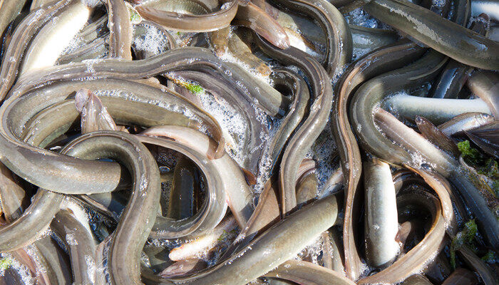 泥鳅的寿命有多长 泥鳅能活多少年