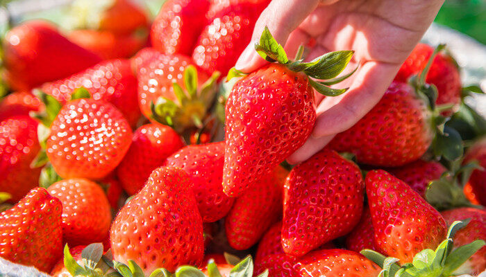 在草莓种植过程中需要补钙吗