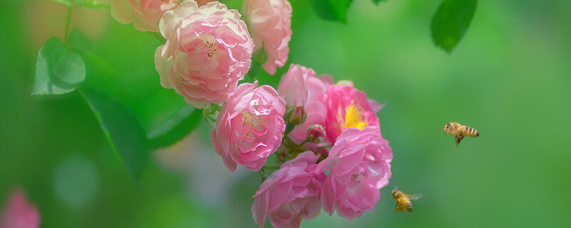 爬藤蔷薇花的养殖方法和注意事项 爬藤蔷薇花养殖方法和注意事项