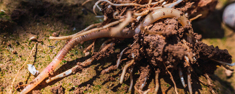 摄图网_306168015_在泥土果园里挖湿蚯蚓（企业商用）_1.jpg