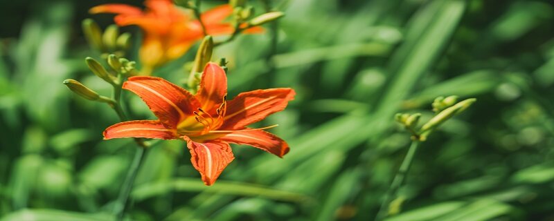 忘忧花怎么养 养忘忧花的方法