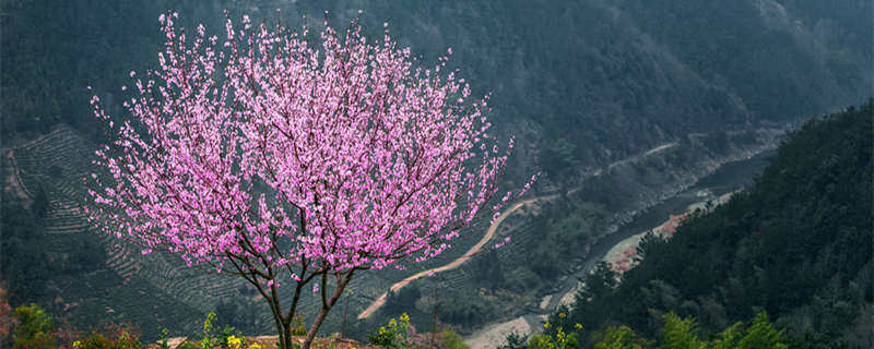 摄图网_500590968_banner_高山上，桃花深处有人家（企业商用）.jpg