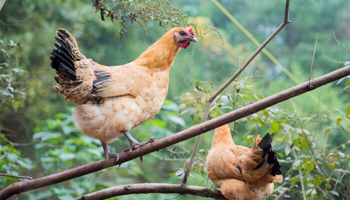 摄图网_500740922_banner_跑山土鸡（企业商用）_副本.jpg