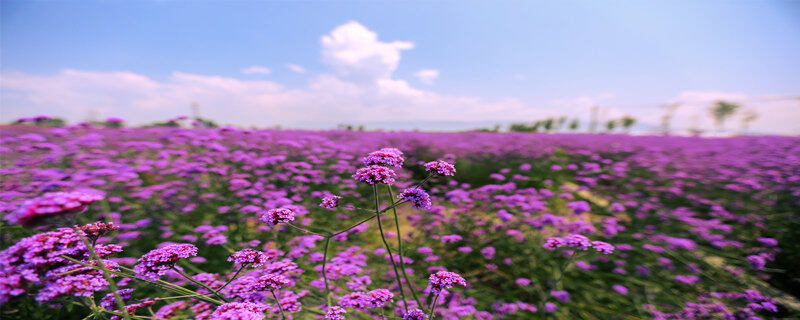 紫色薰衣草的花语 紫色薰衣草代表什么