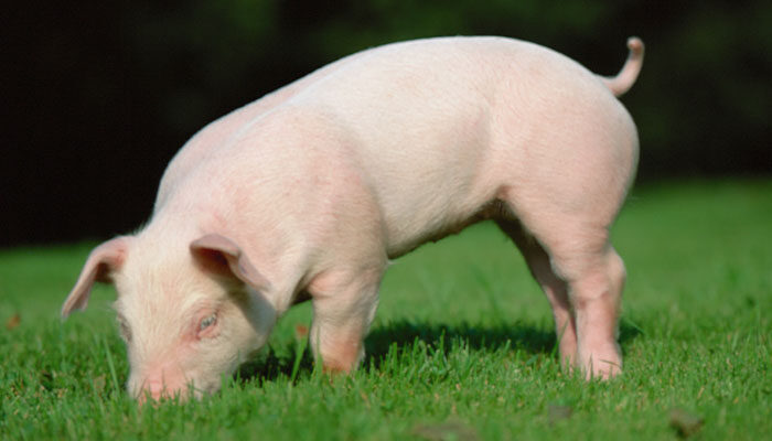 猪猪-1.jpg