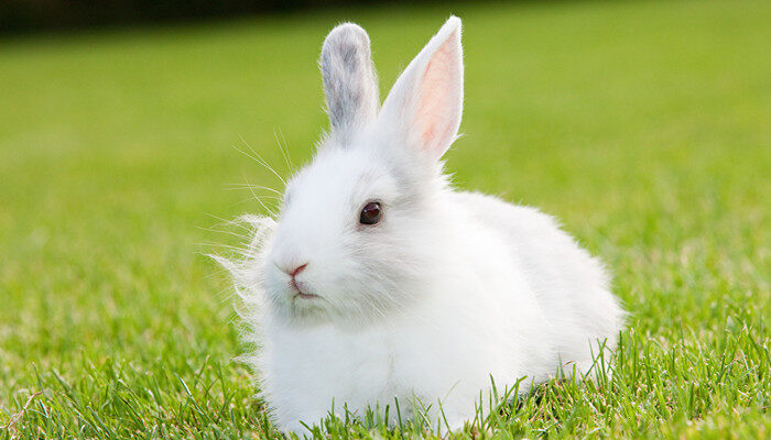 摄图网_501464097_banner_一只兔子坐在草地上（企业商用）_副本.jpg