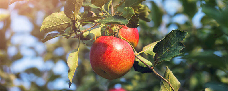 苹果是被子植物吗 苹果是不是被子植物