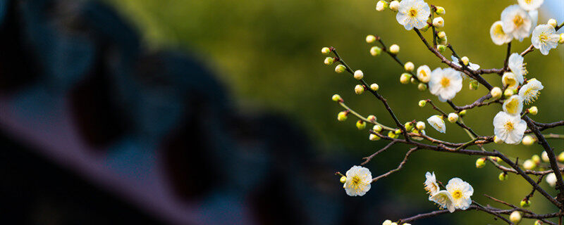 梅花是什么季节开放 梅花开花是在什么季节