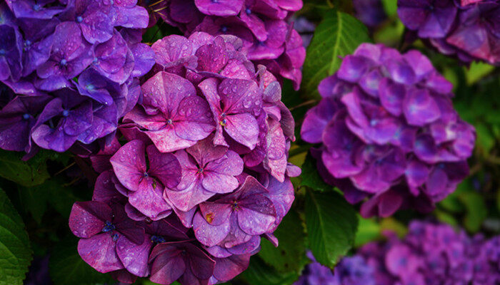 龙船花花语 龙船花花语是面试