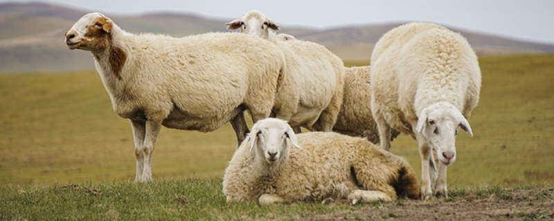 牛和羊共100只,羊是牛的一半,有几只羊? 牛和羊共100只,羊是牛的一半,有多少只羊?