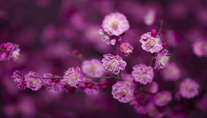 梅花特点 梅花特点有哪些精神