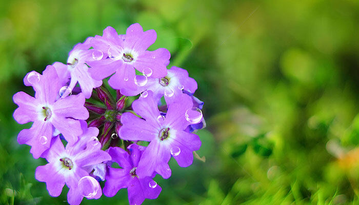 兰花种子如何发芽，秋季浸泡播种发芽