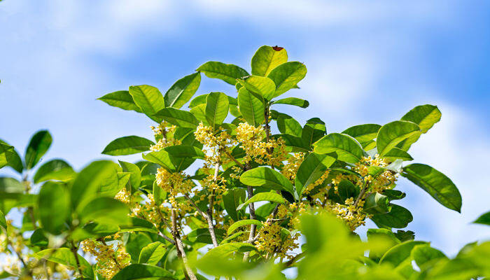 桂花树结果