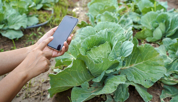 冰菜冬天可以种植吗?