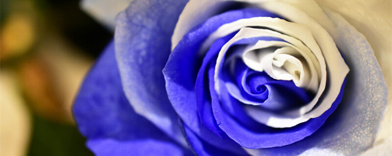 碎冰蓝玫瑰是染的吗 碎冰蓝玫瑰是染色的吗