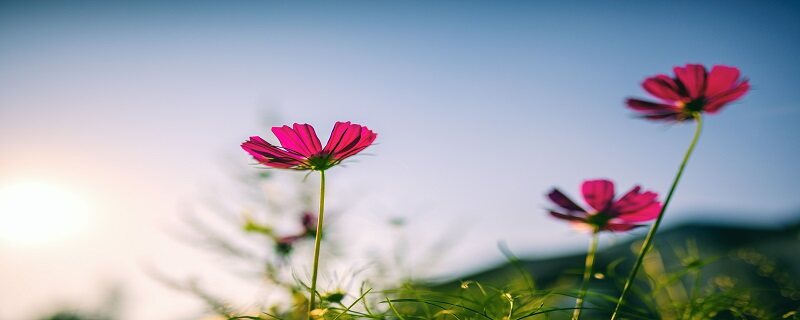 一帆风顺对人体有什么危害 一帆风顺对人体有危害吗