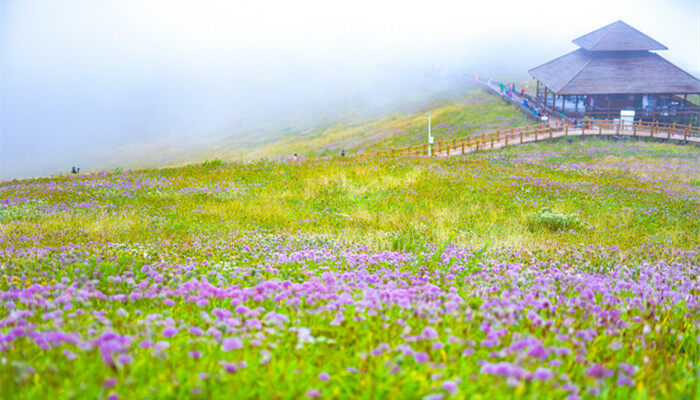 摄图网_501583329_banner_贵州韭菜坪韭菜花（企业商用）_副本.jpg